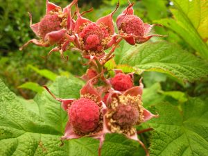 thimbleberries