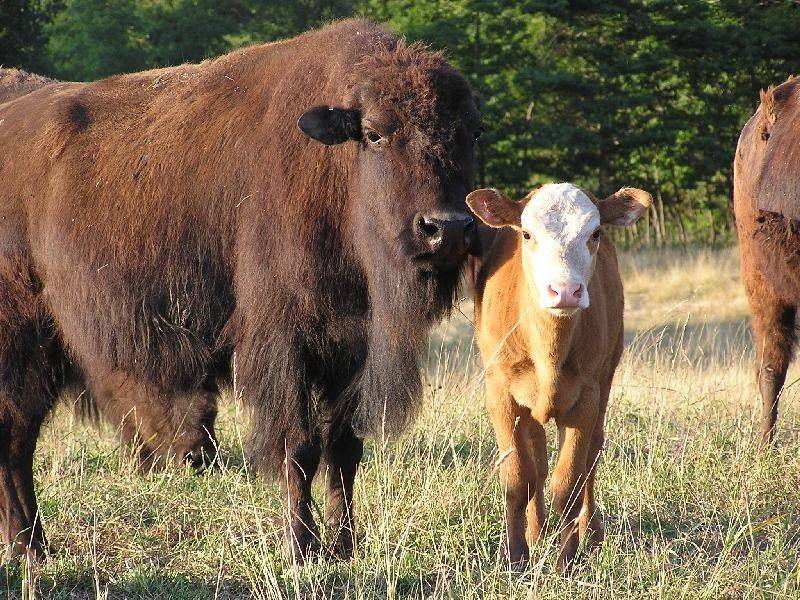 Old Hickory Beefalo Farm